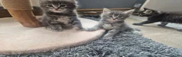 Mixed Breed cats for sale: Ragcoons in Newton-le-Willows - Advert 17