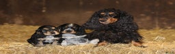 Cocker Spaniel dogs for stud: Show Cocker, Blue Roan and Tan (Stud Service Only) in Doncaster - Advert 19