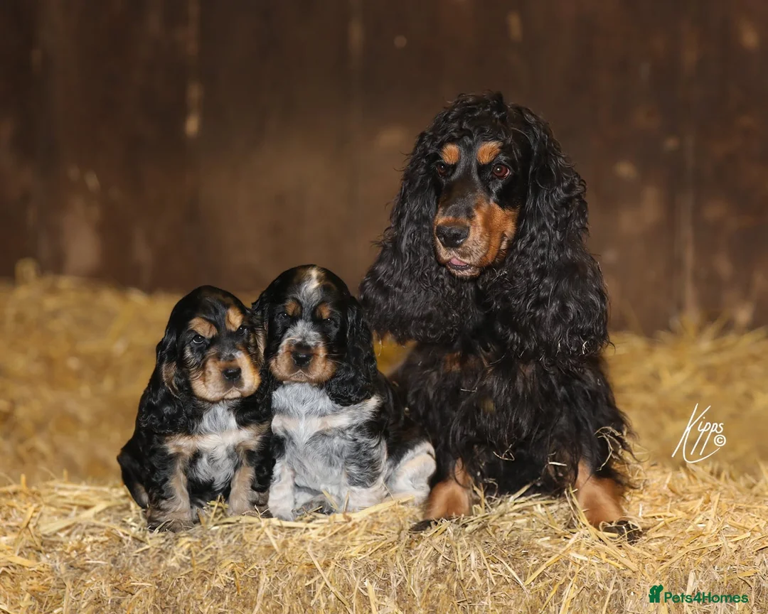 Cocker Spaniel dogs for stud: Show Cocker, Blue Roan and Tan (Stud Service Only) in Doncaster - Advert 19