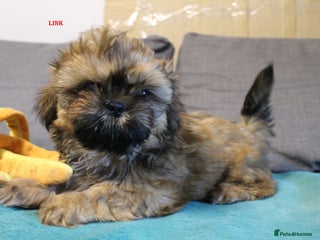 Shih Tzu dogs ONLY 2 PUPPY SHIH TZU BOYS LEFT - READY TO LEAVE - Advert 5