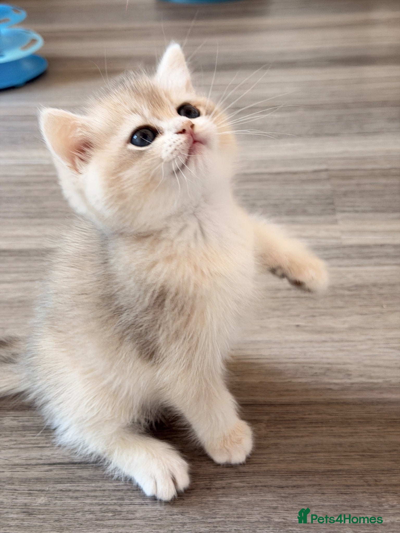 British Shorthair cats BSH Golden kittens Ecx show quality, Tica reg  - Advert 1