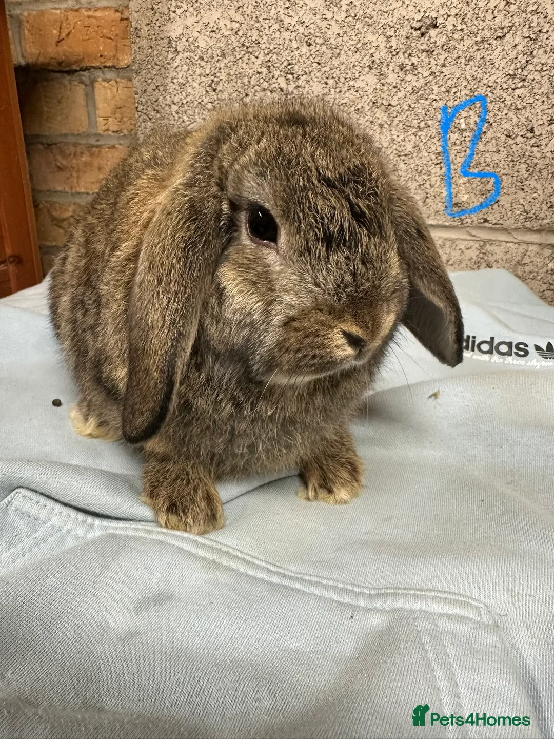 Mini Lop rabbits for sale: Mini Lop Rabbits For Sale  - Advert 9