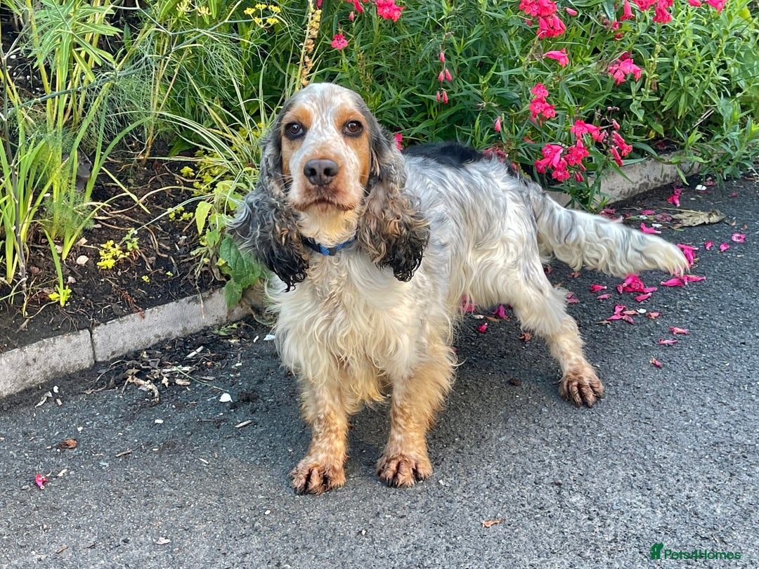 Cocker Spaniel dogs for stud: KC registered DNA tested Show Cocker in Alston - Advert 8