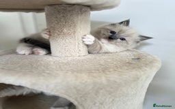 Ragdoll cats for sale: Meet Special Joy - Image 10