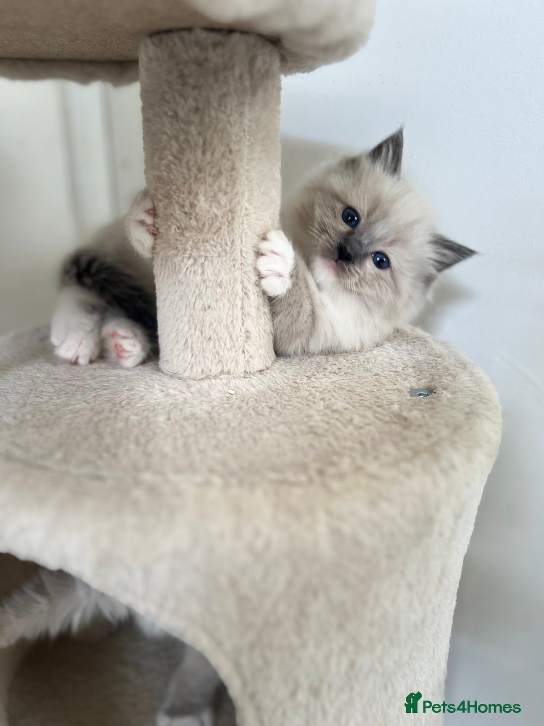 Ragdoll cats for sale: Meet Special Joy - Image 10