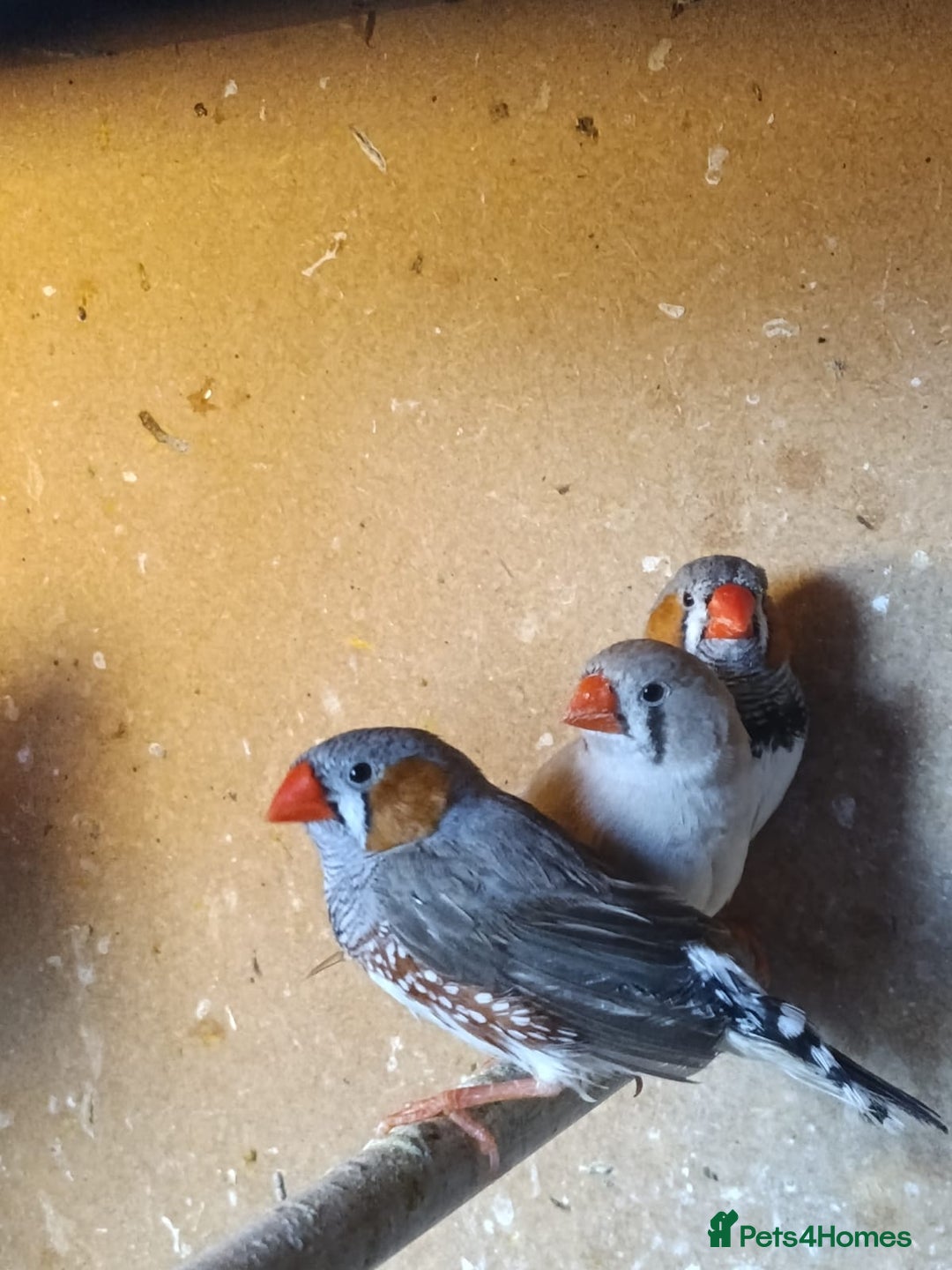 Finches birds for sale: Zebra finches - Advert 2