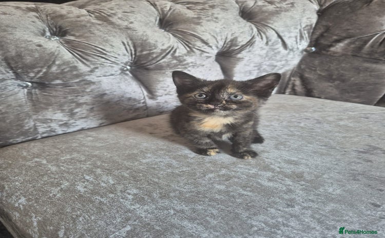 Mixed Breed cats - Advert 8