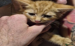 Mixed Breed cats for sale: Kittens ready for there forever homes - Image 1