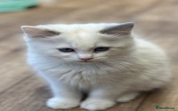 Ragdoll cats for sale: Gorgeous litter of bicolour kittens GCCF reg - Image 4