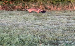 Belgian Shepherd Dog dogs for sale: Belgian malinios rehoming  - Image 2