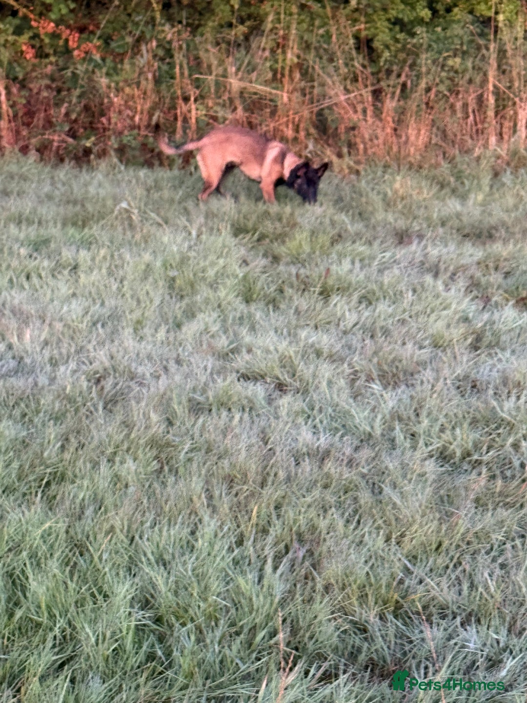Belgian Shepherd Dog dogs for sale: Belgian malinios rehoming  - Image 2
