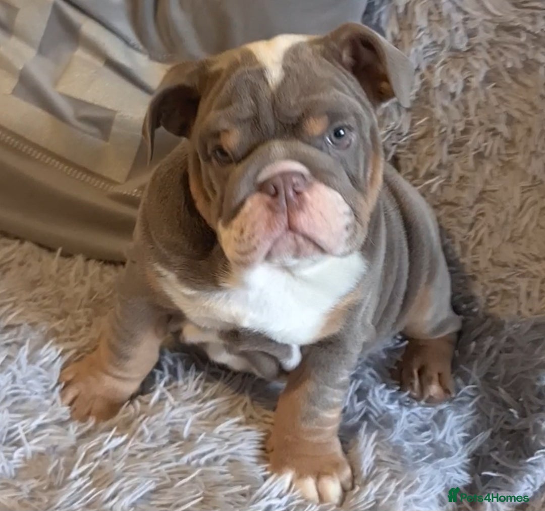 English Bulldog dogs for sale: Kc reg British bulldogs  - Image 22