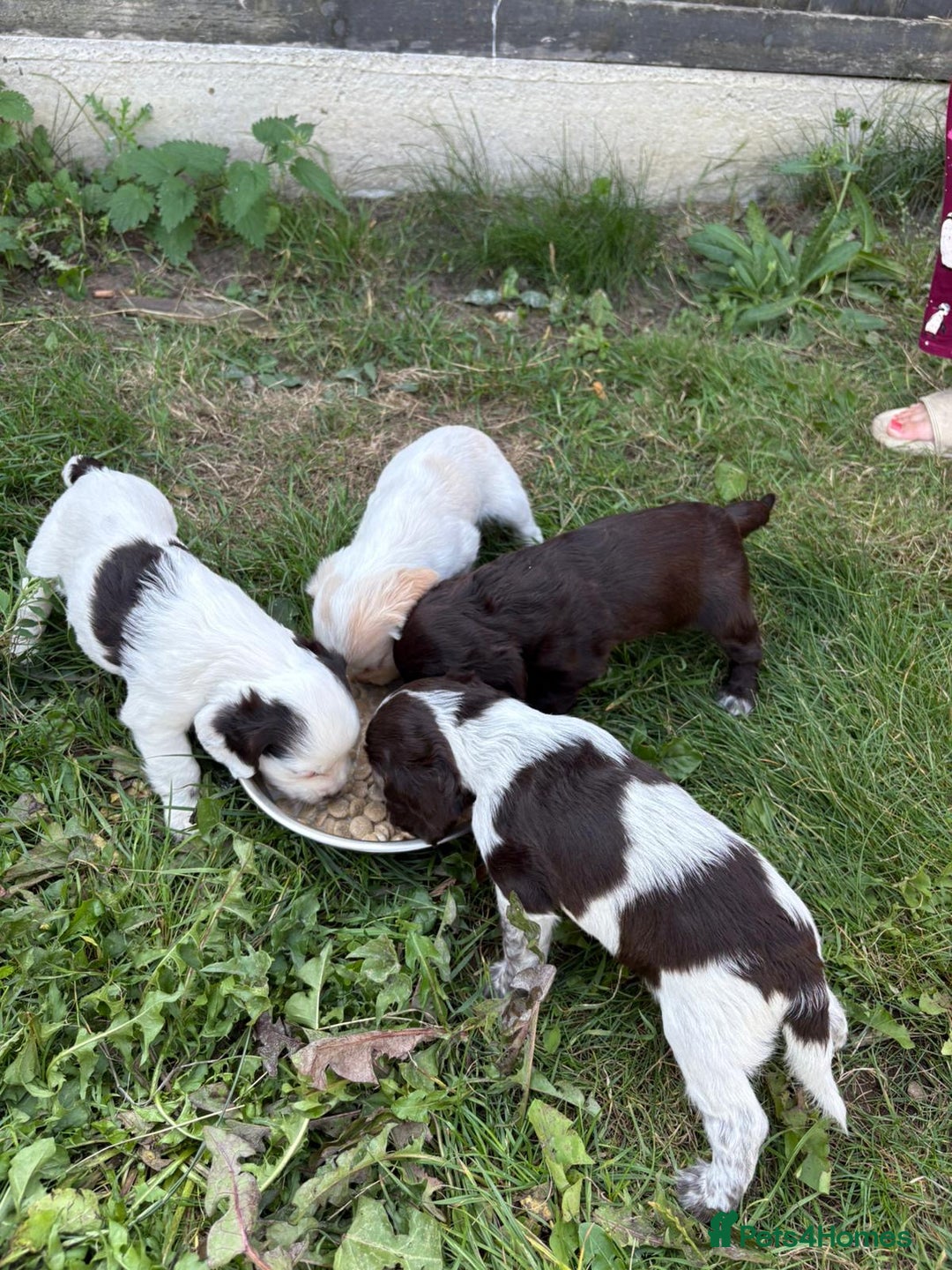 Cocker Spaniel dogs for sale: Cocker Spaniel Pups - Image 10