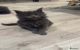 Maine Coon cats for sale: Beautiful GCCF registered main coon Kittens  - Image 9