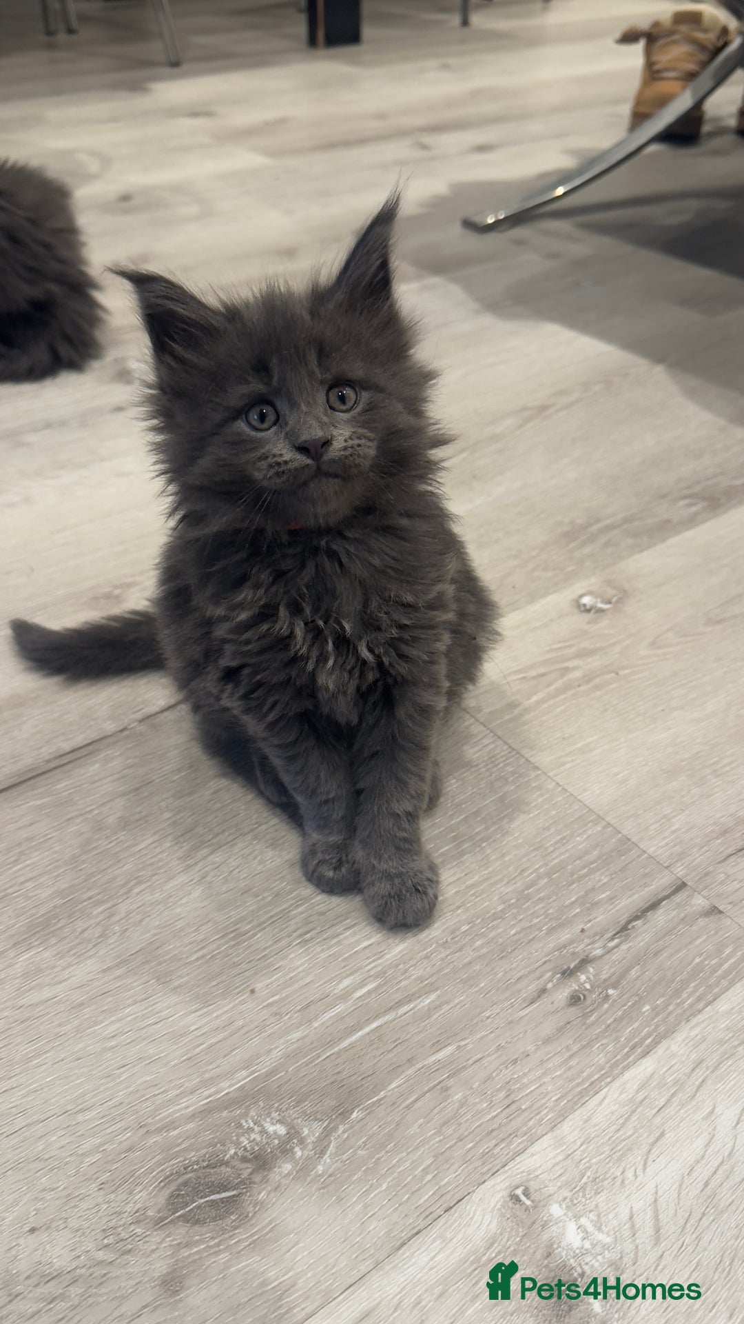 Maine Coon cats for sale: Beautiful GCCF registered main coon Kittens  - Image 9