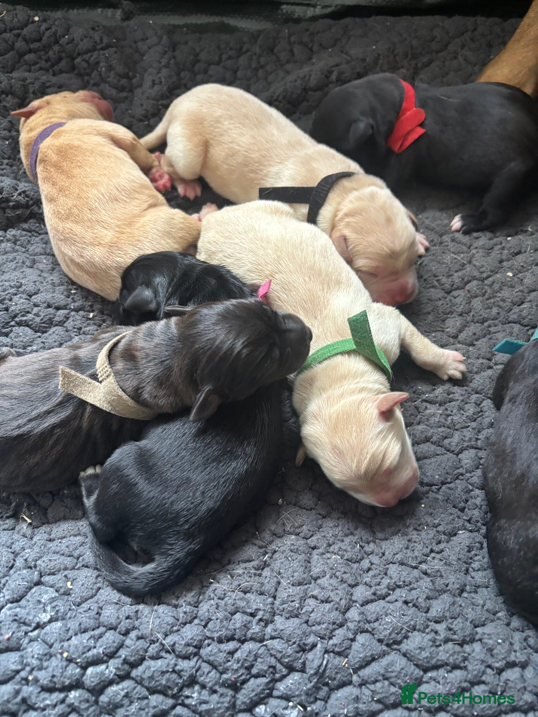 Mixed Breed dogs for sale: Mixed breed Labrador puppies  - Image 21