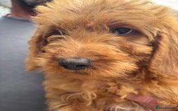 Labradoodle dogs for sale: Ready to leave red curly labradoodles (F1b) - Image 23