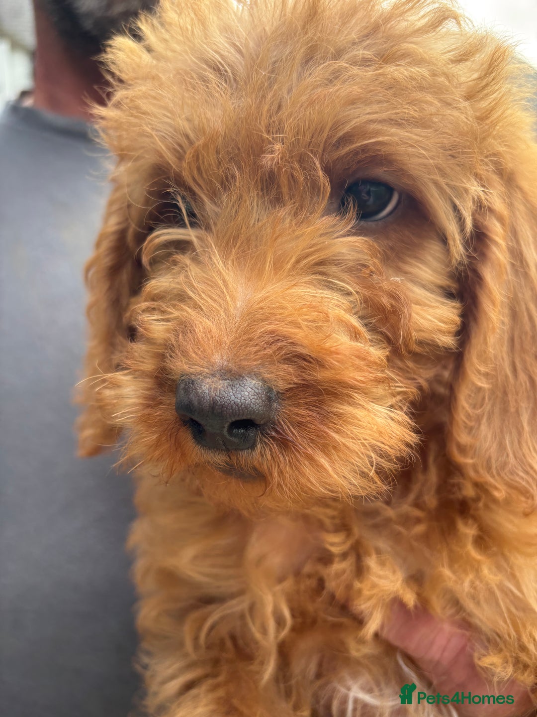Labradoodle dogs for sale: Ready to leave red curly labradoodles (F1b) - Image 23