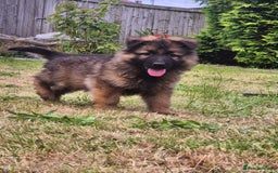 German Shepherd dogs for sale: KC REGISTERED HEALTH TESTED PARENTS READY NOW - Image 16