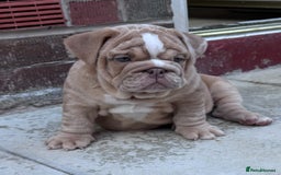English Bulldog dogs for stud: Red Bulldog Stud - Image 14