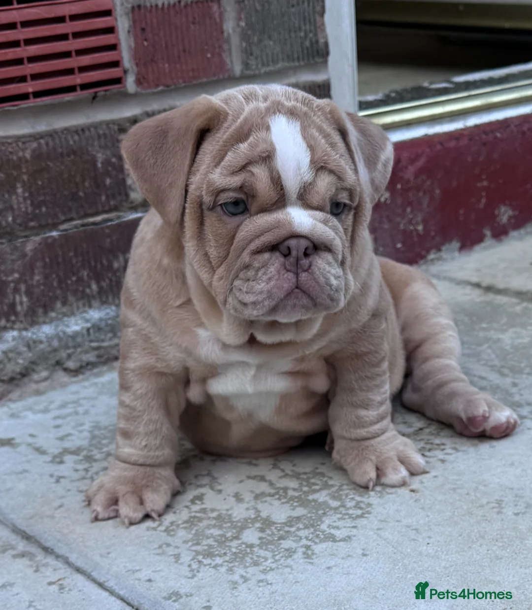English Bulldog dogs for stud: Red Bulldog Stud - Advert 14