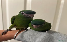 Parrots birds for sale: Hand Reared Baby Hahns Macaws  - Image 3