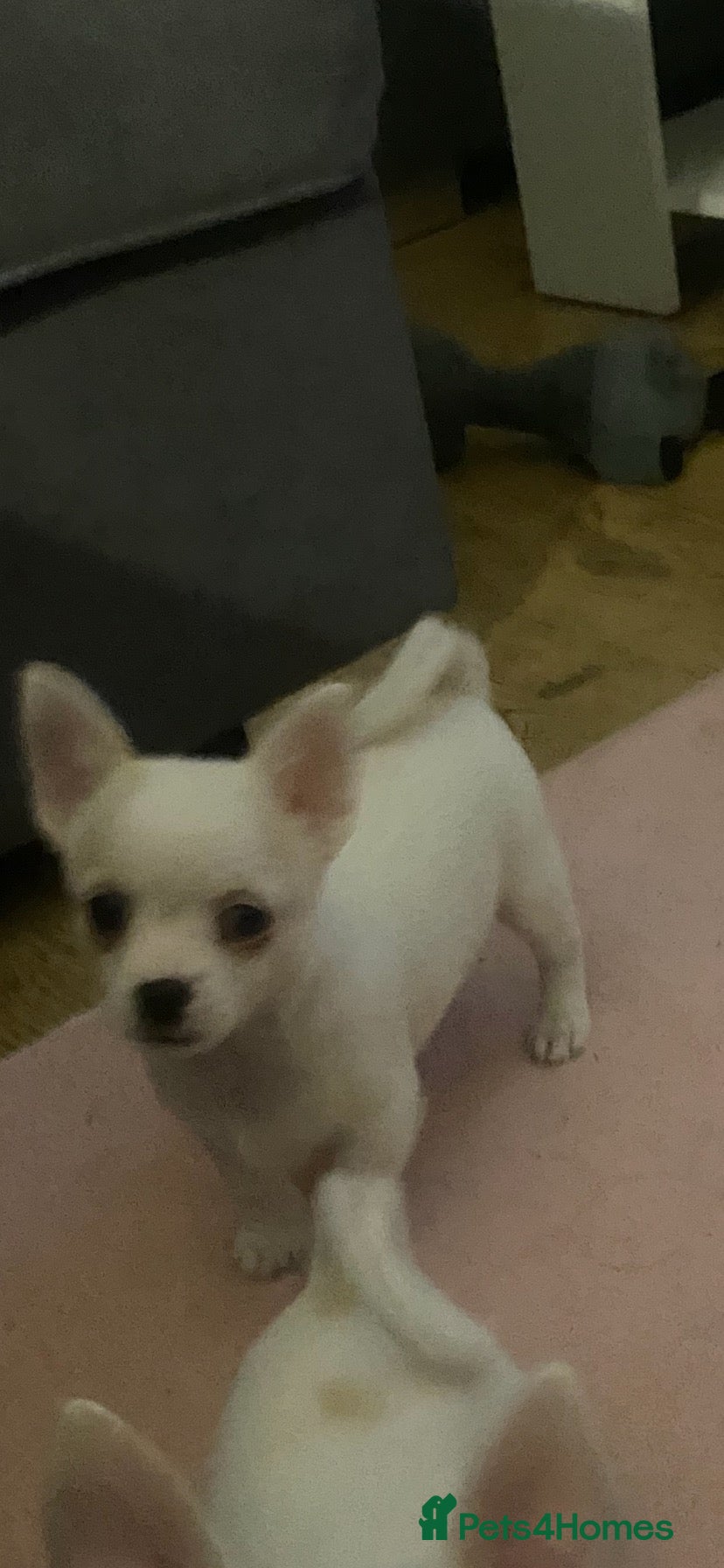 Jack Chi dogs for sale: Cream and white boy - Advert 17