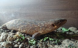 Skink reptiles for sale: Female gidgee skink( egernia stoksii) - Image 5