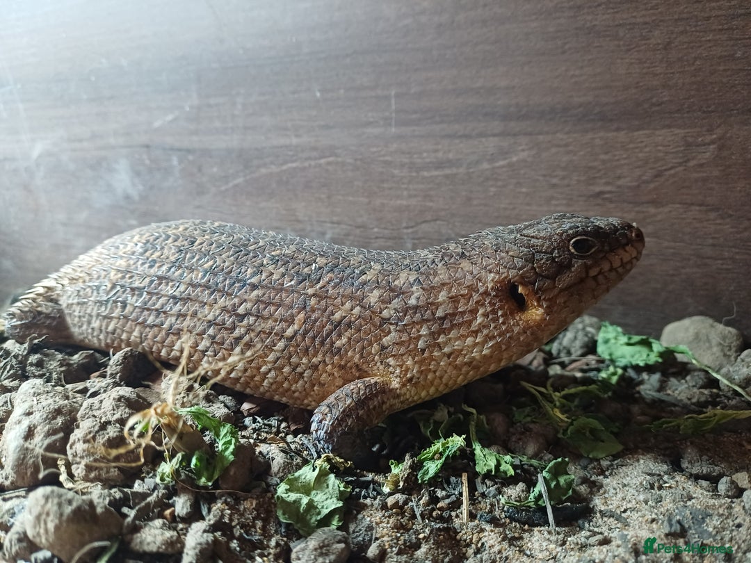 Skink reptiles for sale: Female gidgee skink( egernia stoksii) - Image 5