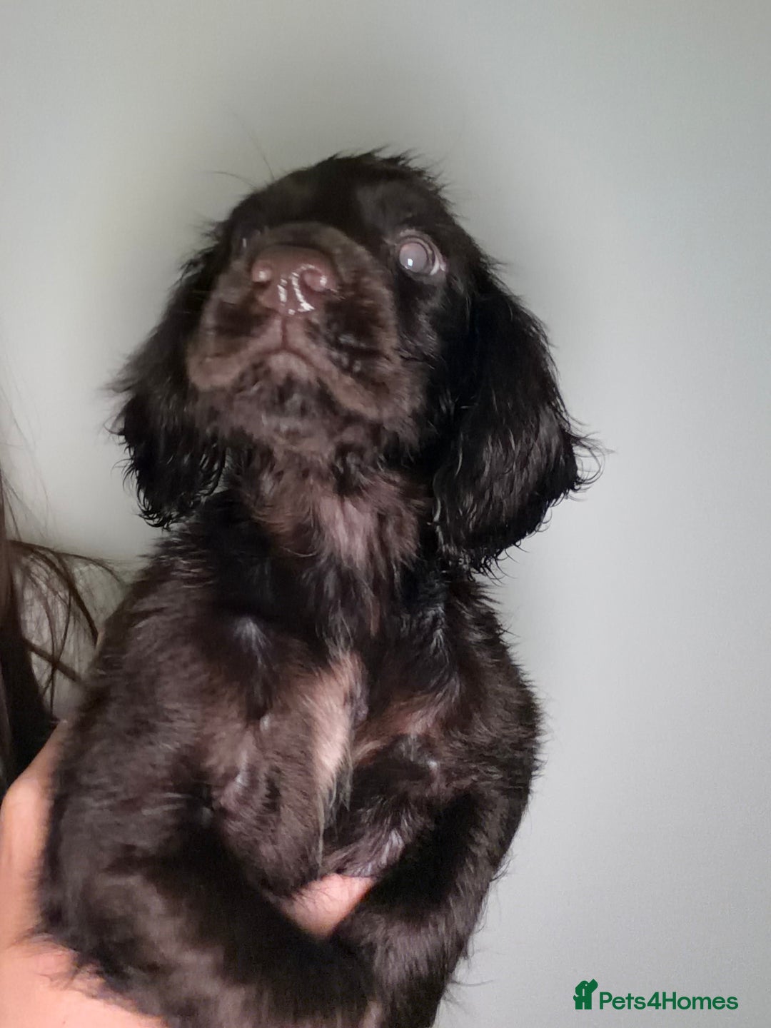 Cocker Spaniel dogs for sale: Female Cocker spaniel puppy  - Advert 3