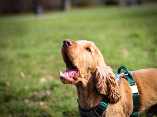 Cocker Spaniel dogs in Barnsley - Advert 41