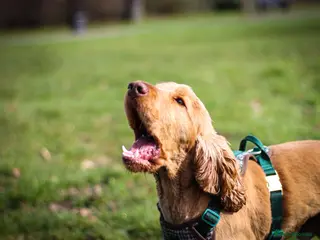 Cocker Spaniel dogs Show Type Cocker Spaniel For Stud in Barnsley - Advert 1