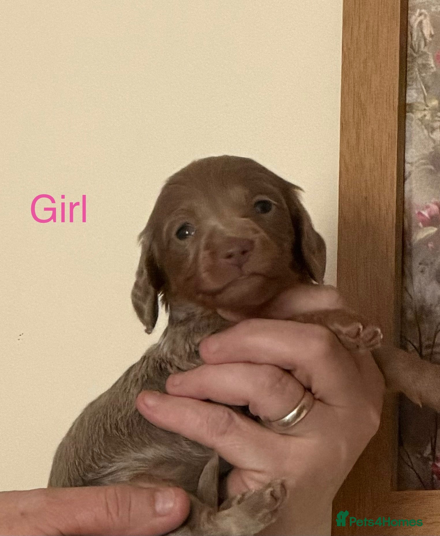 Miniature Dachshund dogs Gorgeous Miniature Dachshund Puppies - Advert 2