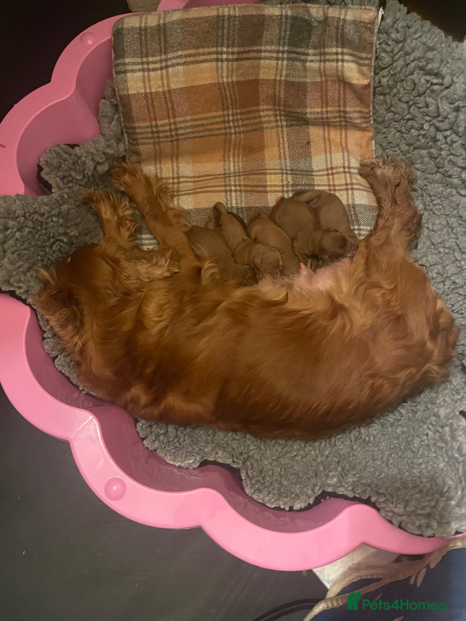 Cavapoo dogs Cavapoooo f1  - Advert 1