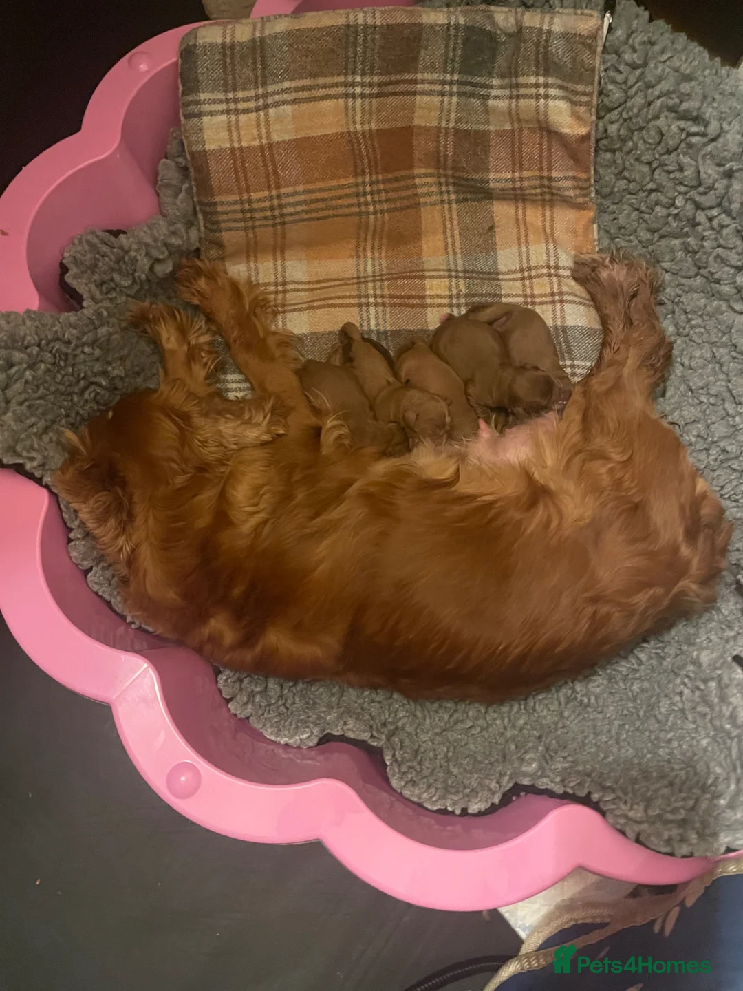 Cavapoo dogs for sale: Cavapoooo f1  - Advert 1