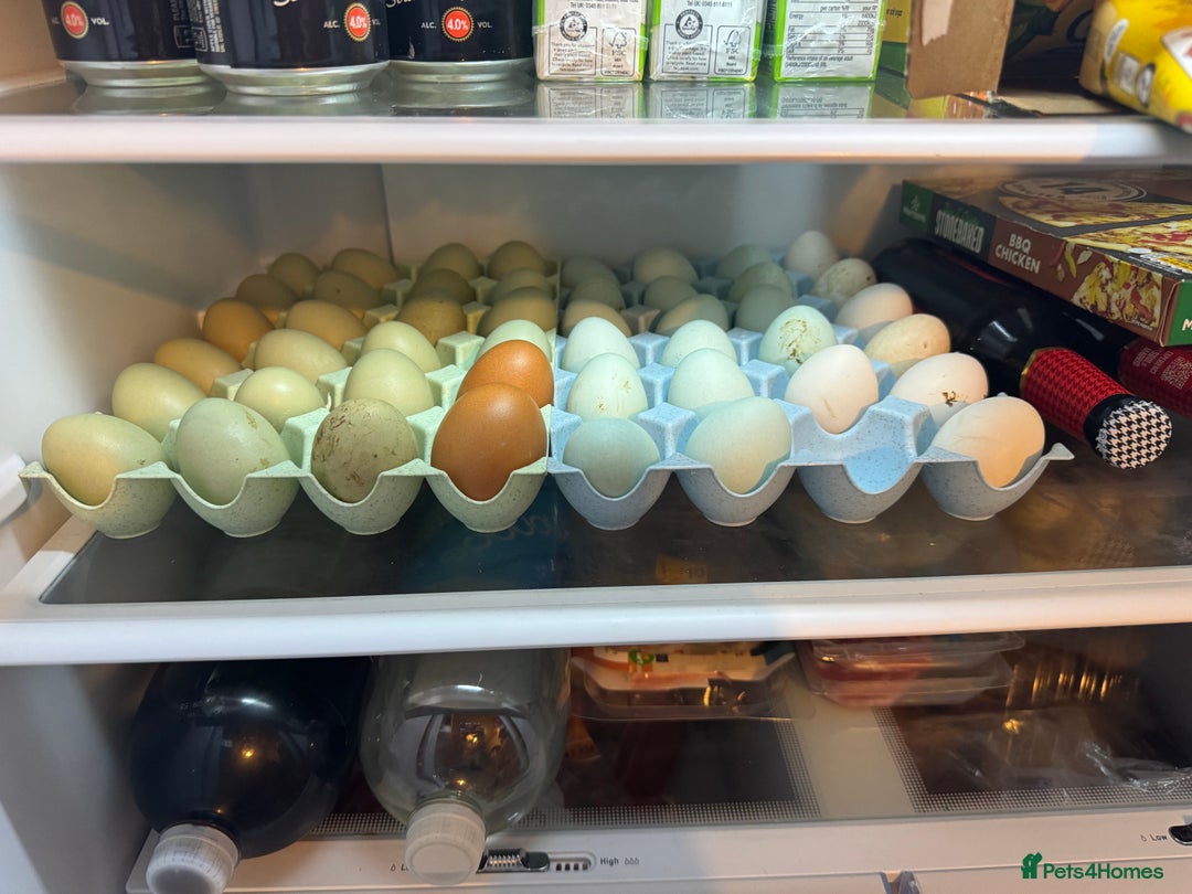 Chickens poultry for sale: Job lot chicken set up including 9 chickens - Image 11