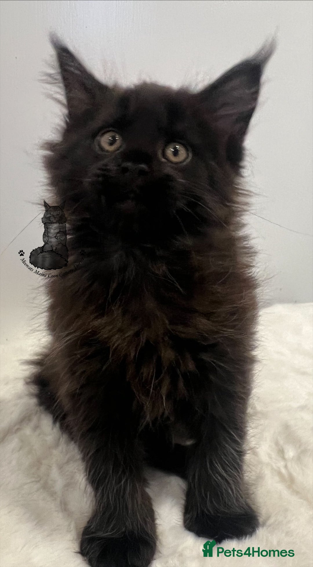 Maine Coon cats for sale: TICA stunning male black kitten Maine Coon XXL - Advert 5