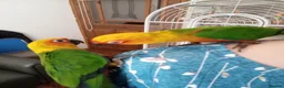 Conures birds for sale: Hand Reared Jenday Conures  in Scunthorpe - Advert 5