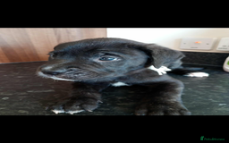 Mixed Breed dogs for sale: Great dane X Cane corso  - Image 19