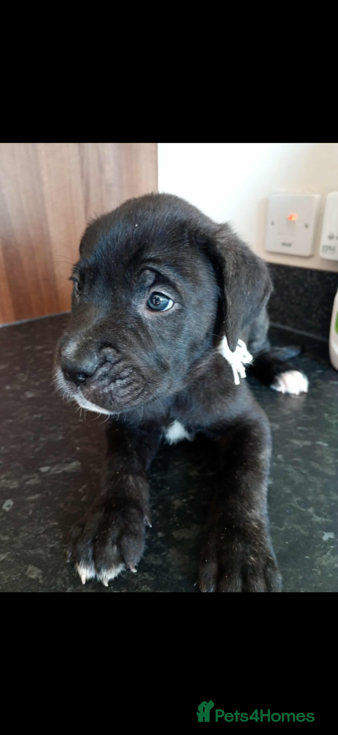 Mixed Breed dogs for sale: Great dane X Cane corso  - Image 19