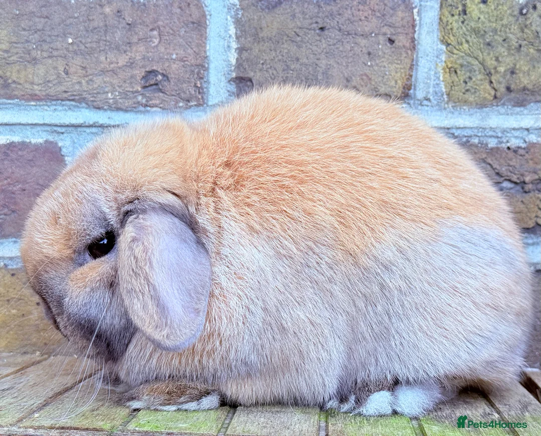 Mini Lop rabbits for sale: Breeding pair of Miniature Lops  - Advert 1