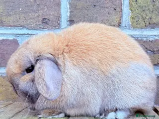Mini Lop rabbits Breeding pair of Miniature Lops - Advert 6