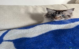 Ragdoll cats for sale: Male 6 year old Tabby Lynx Ragdoll cat - Image 10