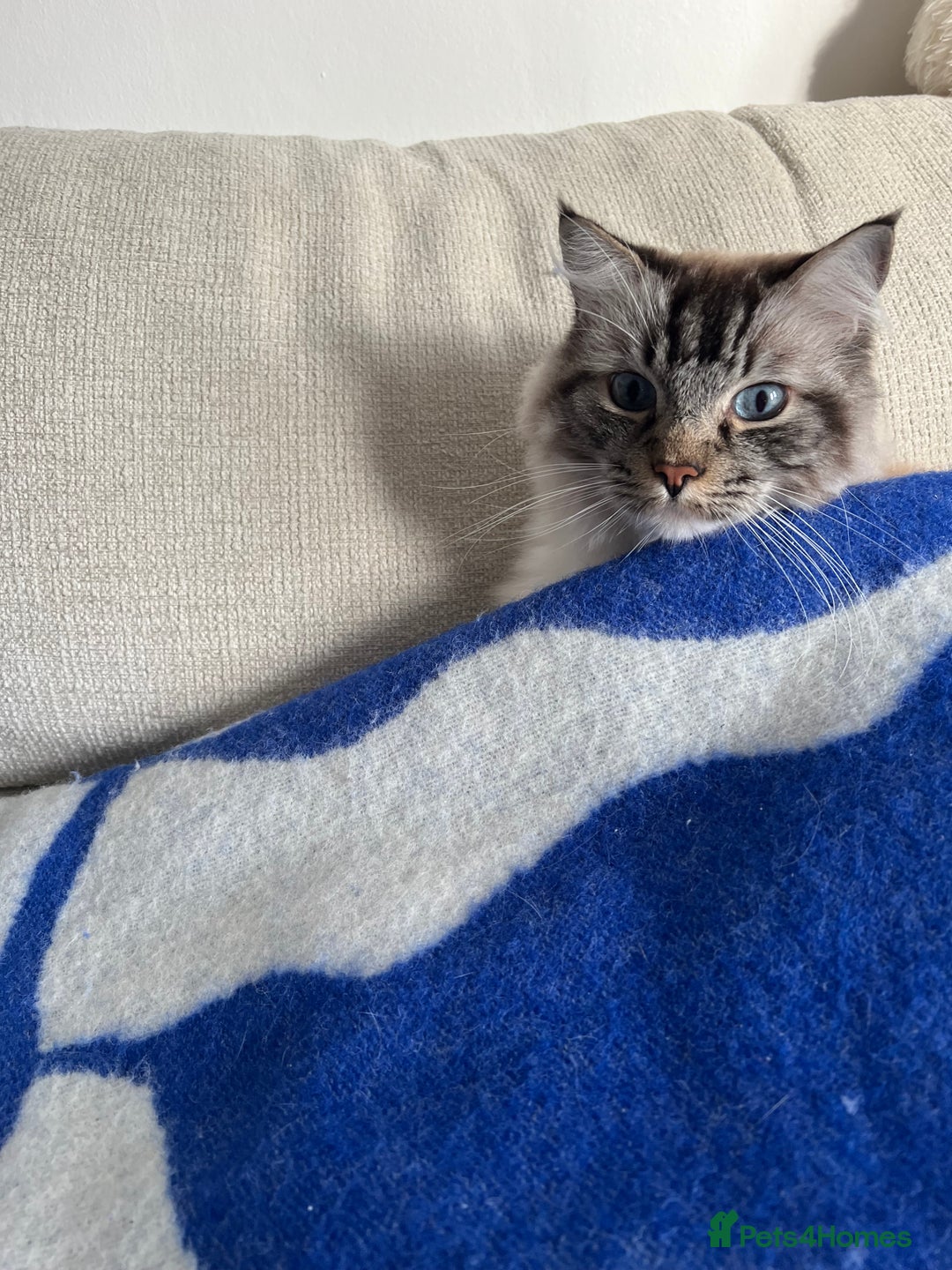 Ragdoll cats for sale: Male 6 year old Tabby Lynx Ragdoll cat - Image 10