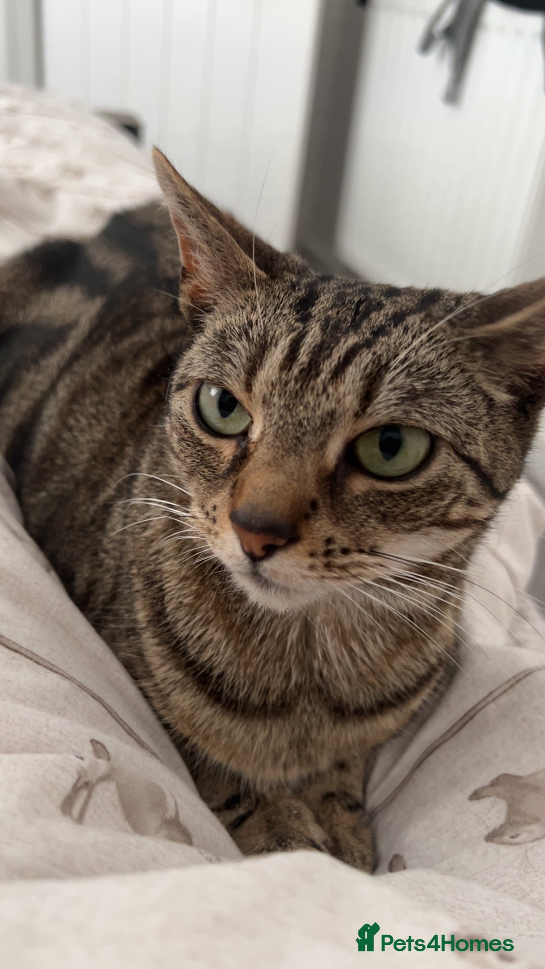 Mixed Breed cats for sale: Must go together! - Advert 19