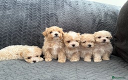 Maltipoo dogs for sale: F1 litter of 5 Maltipoo girls  - Image 1