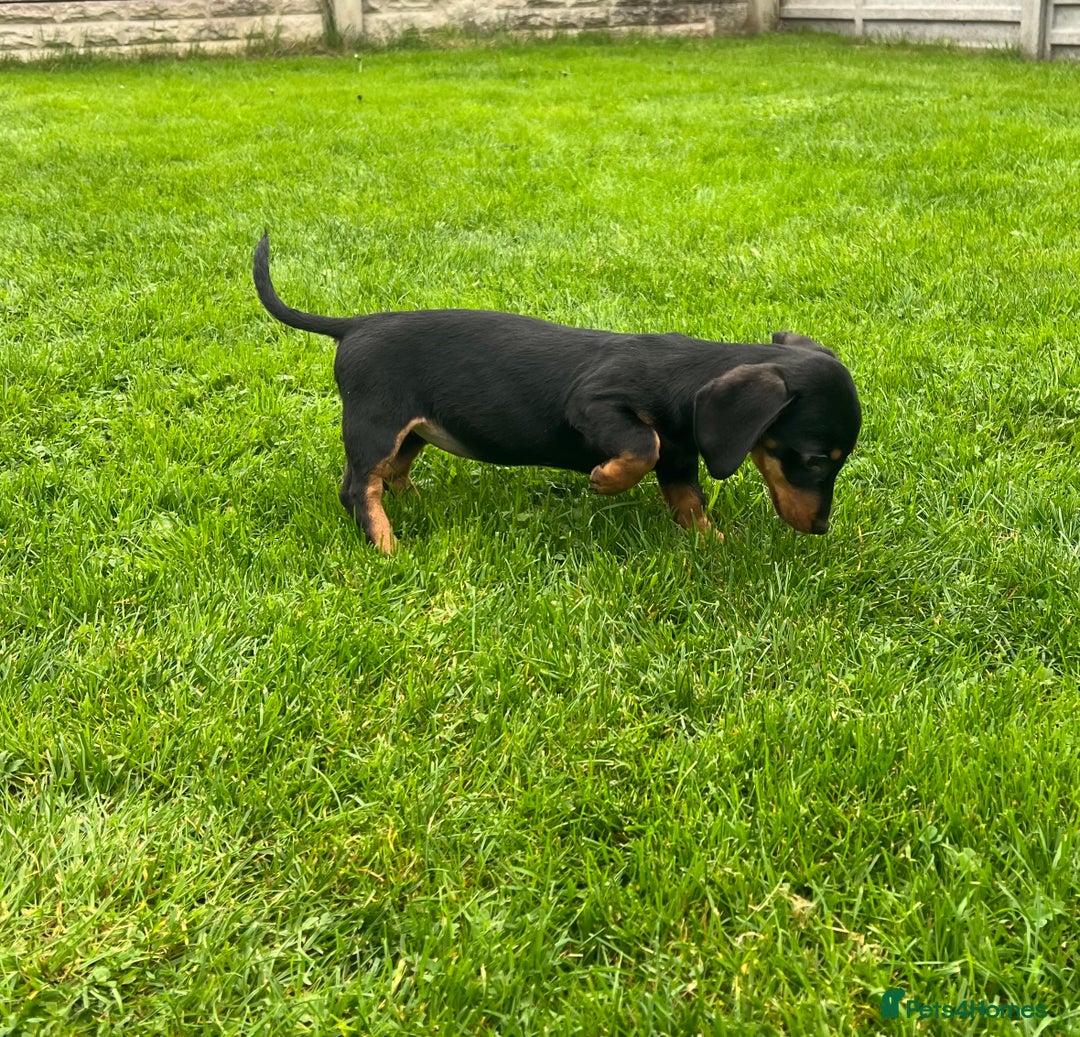 Miniature Dachshund dogs for sale: Miniature Dachshund Boys and Girls - Image 21