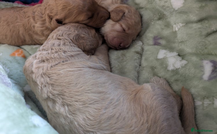 Labradoodle dogs - Advert 7