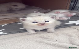 Ragdoll cats for sale: 3 male and 3 female kittens.  - Image 6