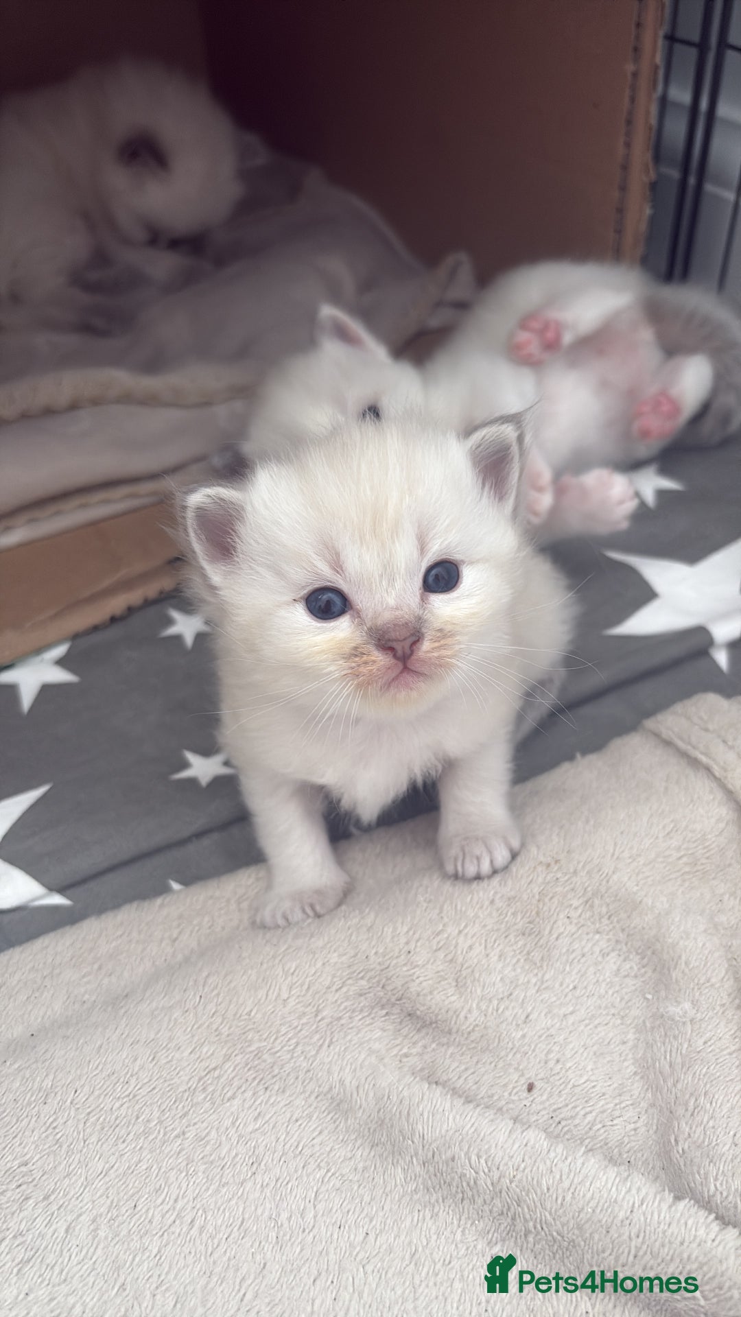 Ragdoll cats for sale: 3 male and 3 female kittens.  - Image 6
